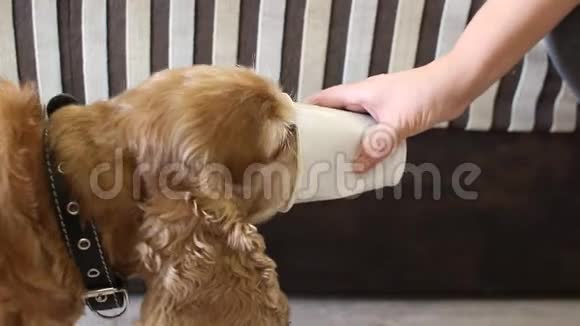 狗急切地舔着一个塑料杯小狗喜欢牛奶视频的预览图