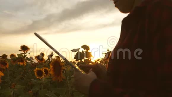 商业女性的双手印在太阳花领域的平板电脑屏幕上在夕阳下快关门农民女孩视频的预览图