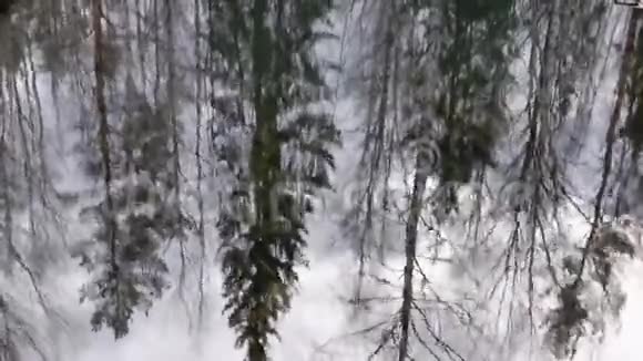 秋天波纹水面裸林的反射视频的预览图
