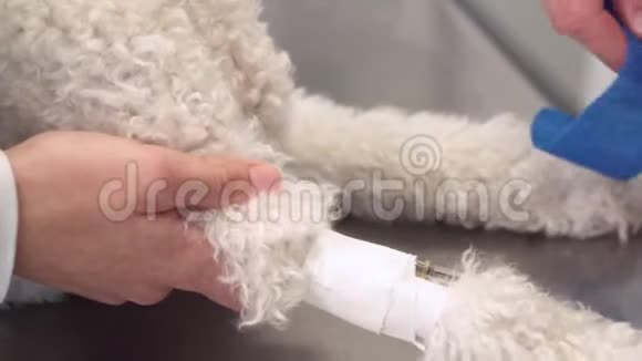 兽医把无菌绷带放在狗爪上宠物保健和医疗理念视频的预览图