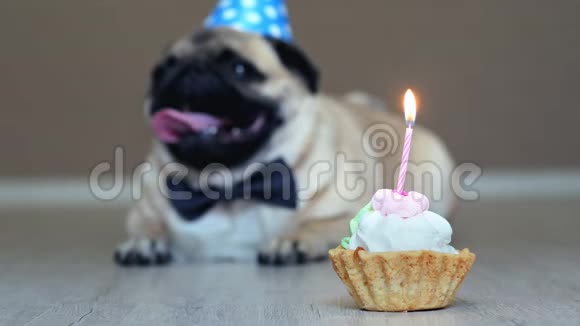 为生日蛋糕配上蜡烛背景上戴着派对帽和蝴蝶结的可爱搞笑小狗视频的预览图