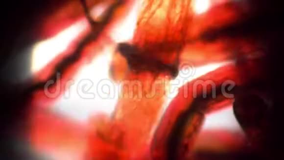 躁动的蚊子幼虫生物红色背景视频的预览图