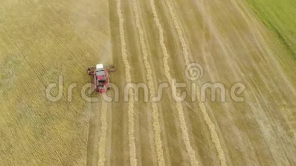 联合收割机农业机械在田间采集黄金熟谷物视频的预览图