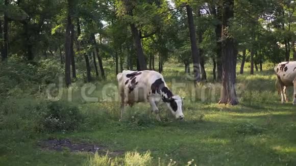 在树林里的草地上放牧的牛视频的预览图