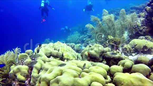 一群水肺潜水员游过珊瑚礁视频的预览图