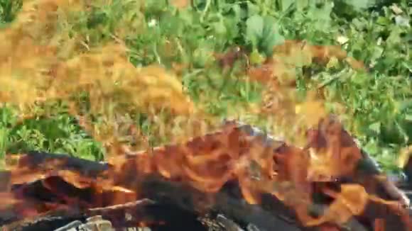 热柴和绿草的火焰视频的预览图