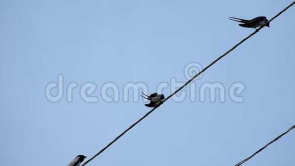 在蓝天上坐在电线上的燕子视频的预览图