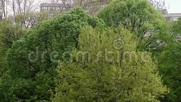 城市地区的绿树随风而动平静和放松的风景视频的预览图