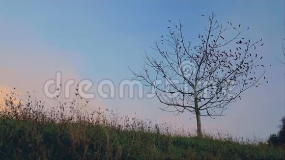 秋天的树田野里孤独的树影和橙色的晚霞视频的预览图