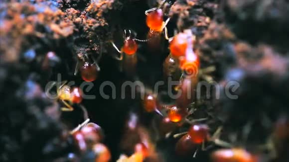 红蚂蚁视频的预览图