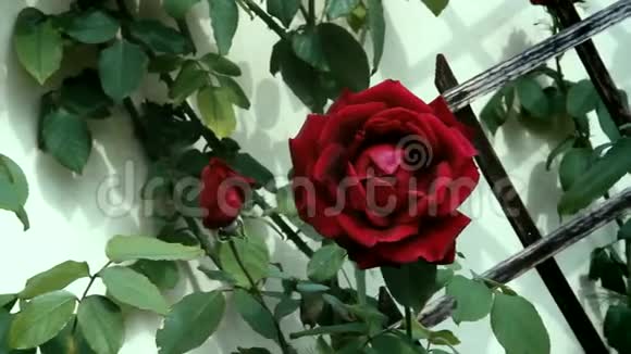 花玫瑰4K视频的预览图