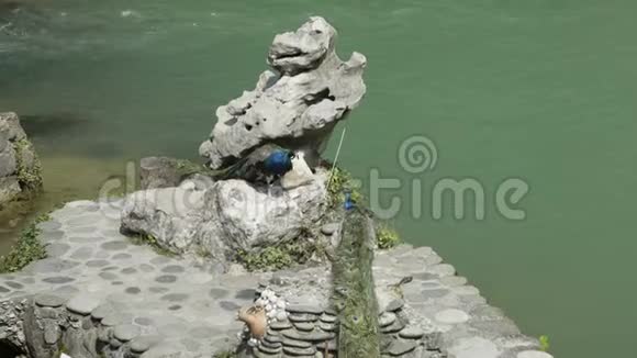 孔雀白天在湖边的石头上清理羽毛视频的预览图