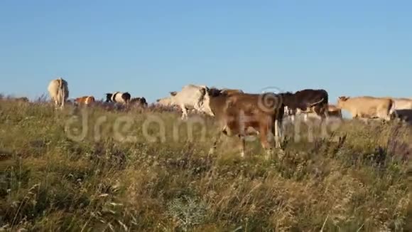 奶牛在牧场上放牧奶业的概念农业有机牛养殖的概念美丽的高山视频的预览图