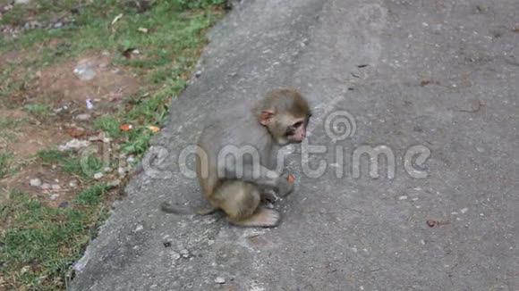 小猴子吃水果视频的预览图