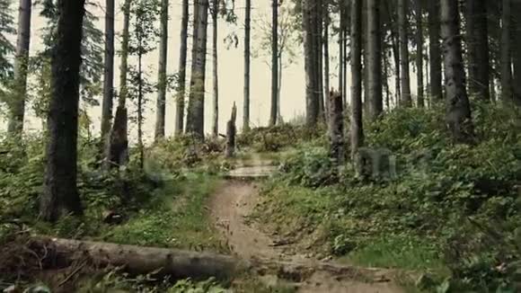 在森林小径上漫步或步行穿过山景中的树木视频的预览图