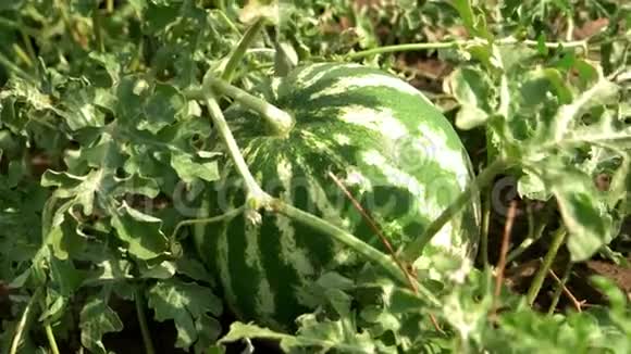 在阳光明媚的一天把西瓜在田野上成熟起来视频的预览图