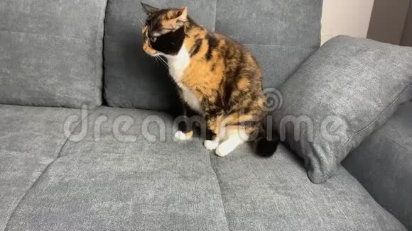 漂亮的深色家猫坐在灰色沙发上舒适的家庭概念特写镜头视频的预览图