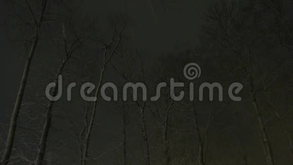 美丽的夜晚冬天的森林里下雪视频的预览图