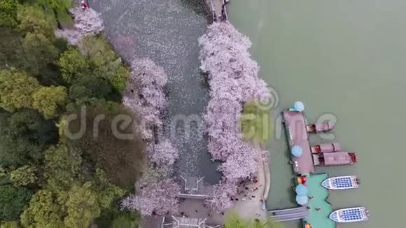 樱花林视频的预览图