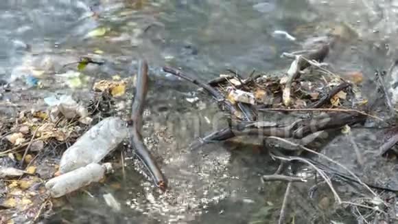 在小河里倒空塑料瓶视频的预览图