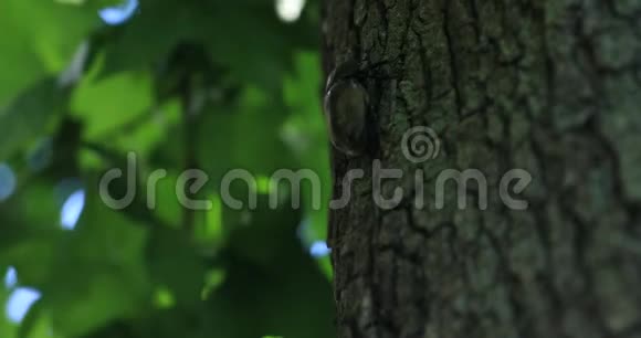 东京街头附近的一只树上的雌甲虫跟踪射击视频的预览图