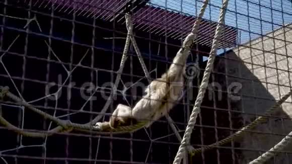 小猴子躺在绳子上视频的预览图