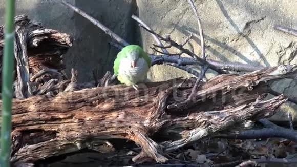 坐在树枝上的绿鹦鹉视频的预览图