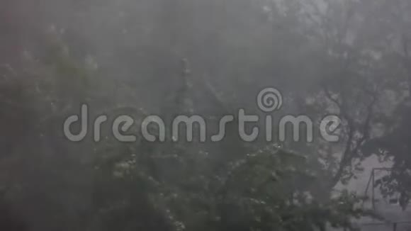 镇上的风暴大风下的树木视频的预览图