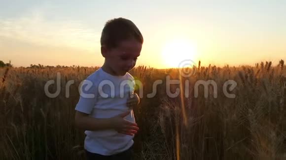 日落时分孩子高兴地从田野里的麦穗上流下眼泪视频的预览图