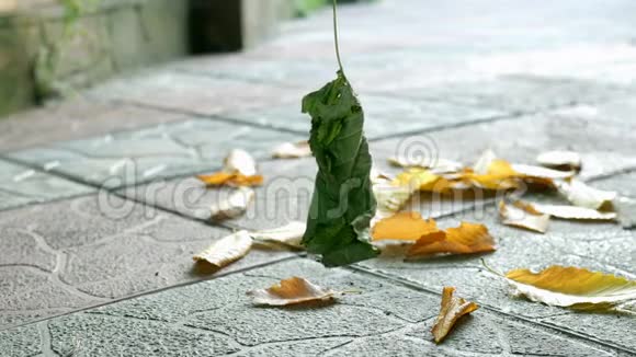 在铺板和落叶的背景下秋天的绿叶在院子里或城市的街道上摇曳视频的预览图