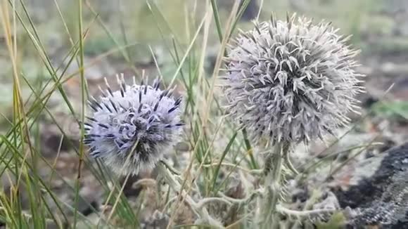 草原上的圆形蓝花棘球蚴风搅动着植物的花瓣视频的预览图