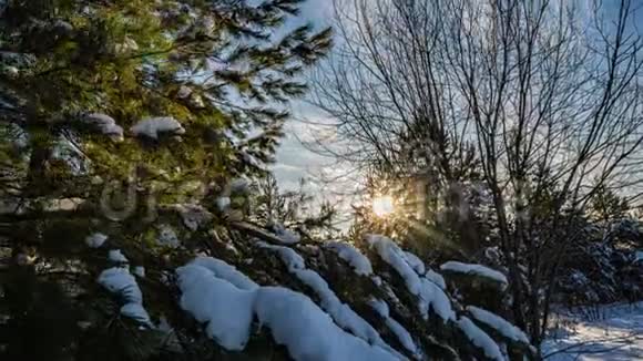冬天在森林里下雪圣诞节晚上下雪在圣诞公园里下雪了美丽美丽视频的预览图