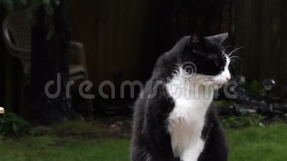 黑白猫栖息在甲板栏杆上视频的预览图