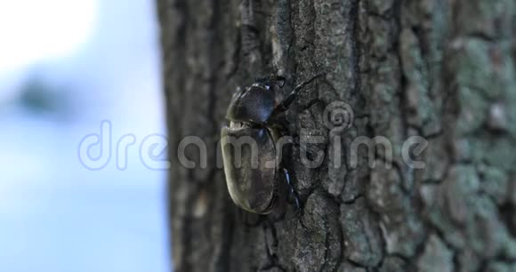 东京街头附近的一只树上的雌甲虫跟踪射击视频的预览图