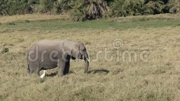 肯尼亚安博塞利一头小象中射视频的预览图