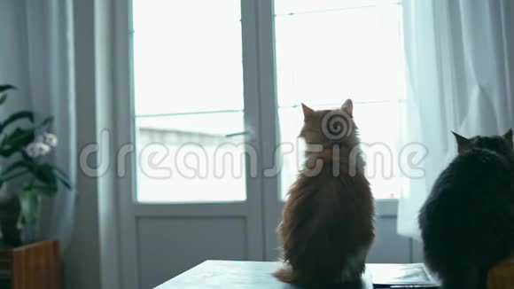 猫在窗户里看视频的预览图