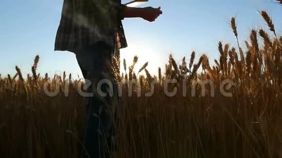 一位麦田里的年轻女子拿着一块平板电脑正在研究日落时的小麦作物视频的预览图