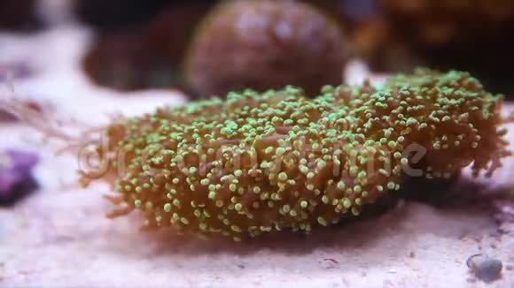 小珊瑚供研究视频的预览图