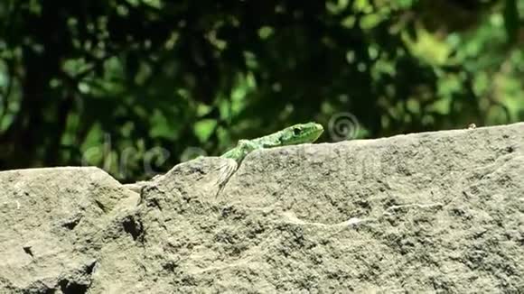 小绿蜥蜴坐在老铁石上视频的预览图