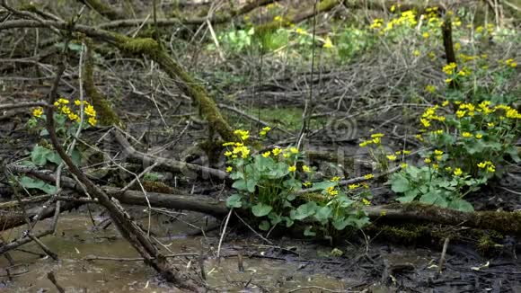 有花的泥土植物夏天游泳原始森林中凉爽的绿湖视频的预览图