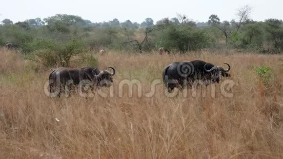 布希斯非洲草原上的雄性和雌性水牛视频的预览图