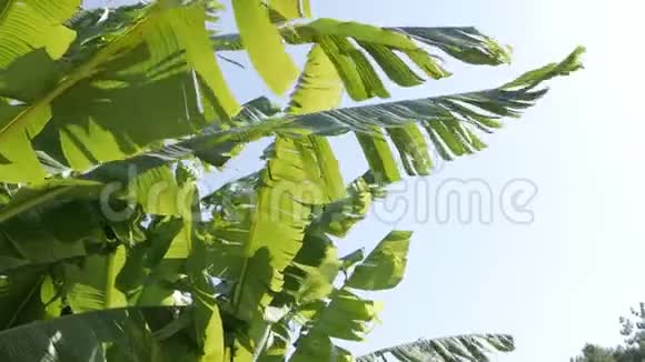 热带植物的大香蕉叶在风中迎着蓝天生长视频的预览图