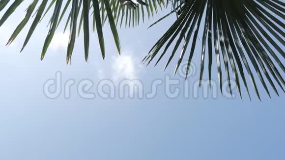有叶子的棕榈枝深绿色的棕榈叶椰子棕榈树美丽的热带背景视频的预览图