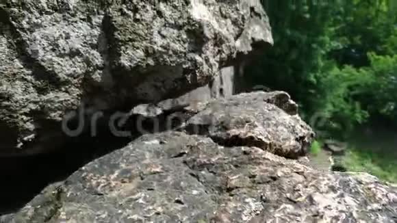 小野蜥蜴从岩石下面爬出来视频的预览图