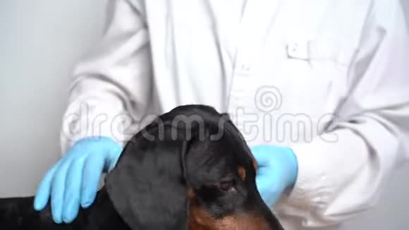 兽医检查一只狗的眼睛狗的白内障眼睛宠物概念的医疗和保健视频的预览图