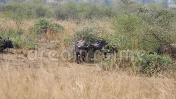 在干旱季节水牛从灌木丛中吃树叶视频的预览图