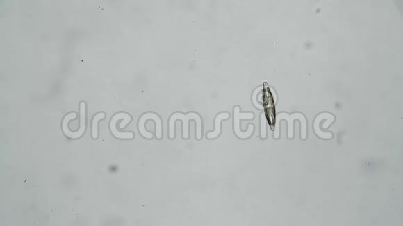 显微镜下白色背景下漂浮在水中的藻类视频的预览图