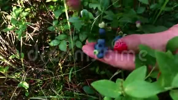 新鲜美味的有机野生蓝莓在灌木上是手工采摘的视频的预览图