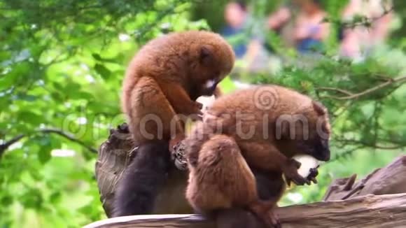 红腹狐猴夫妇一起吃蔬菜动物园动物饲养马达加斯加的易受伤害的灵长类动物视频的预览图