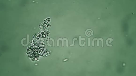 在绿色背景的显微镜下一群小小的异教徒视频的预览图